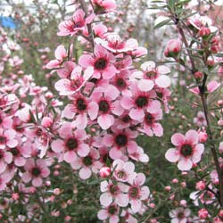 Tea tree, New Zealand, Manuka, Pink